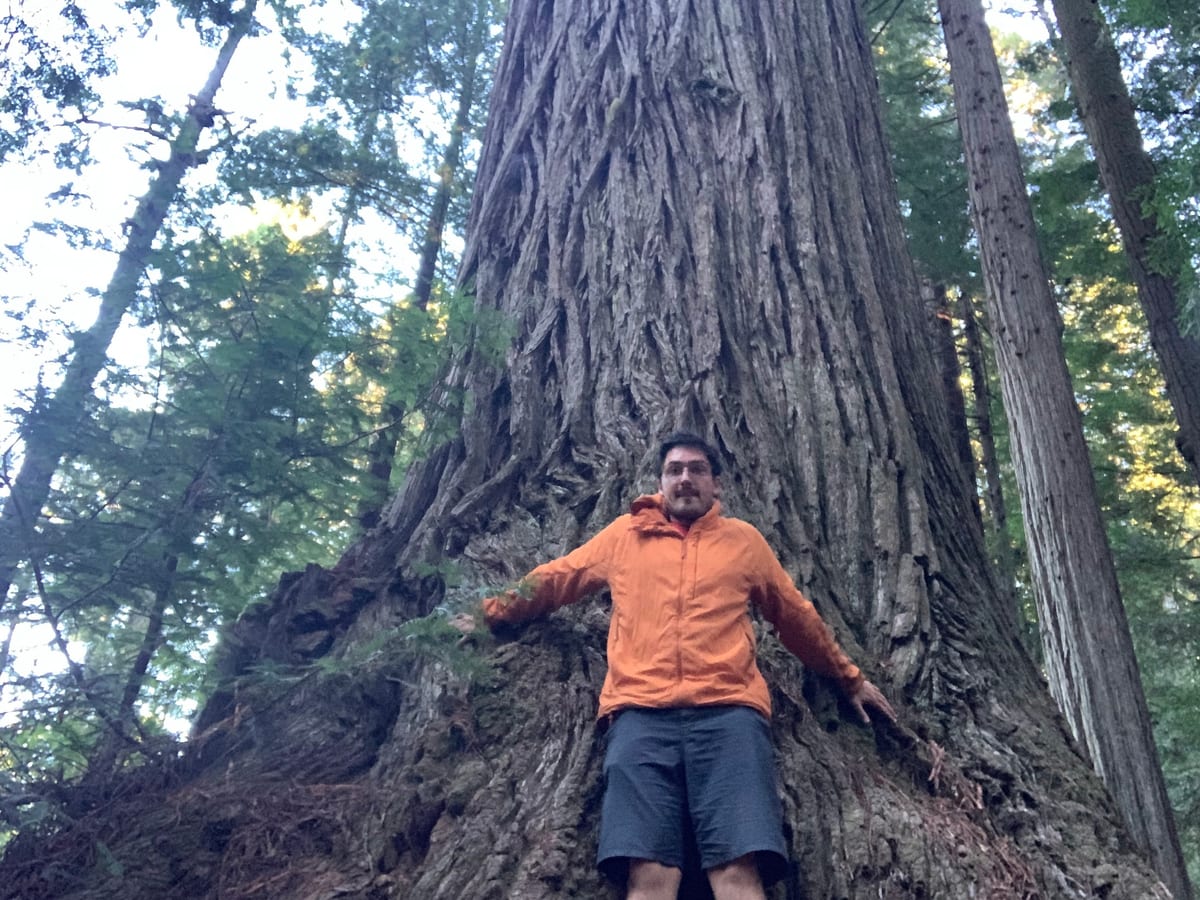 Day 38: Redwoods — photo 1