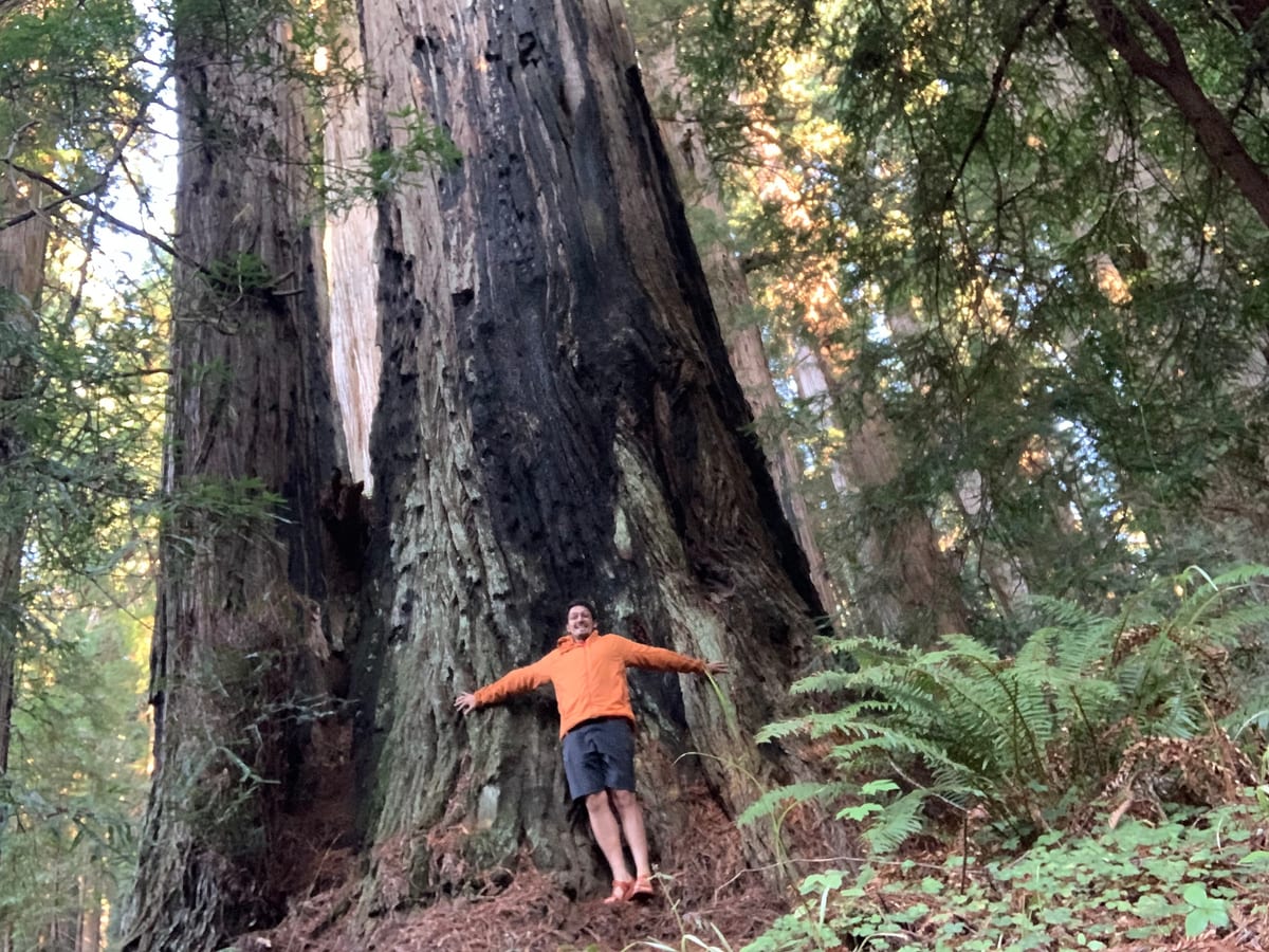 Day 38: Redwoods — photo 2