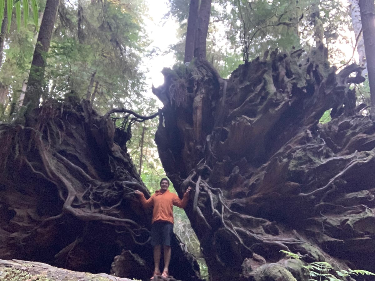 Day 38: Redwoods