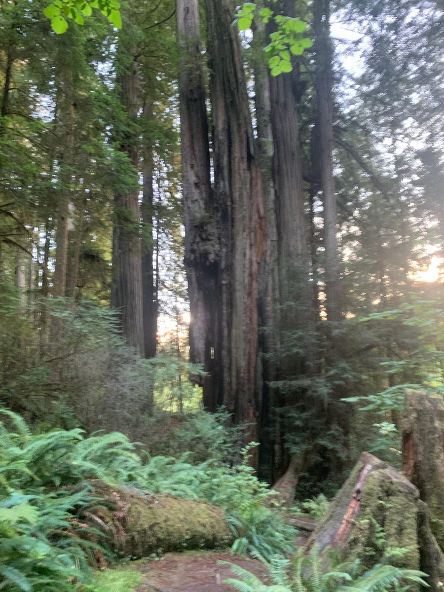 Day 38: Redwoods — photo 5