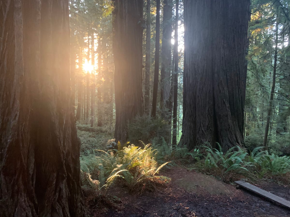 Day 38: Redwoods — photo 6