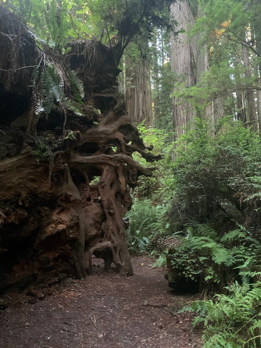 Day 38: Redwoods — photo 7