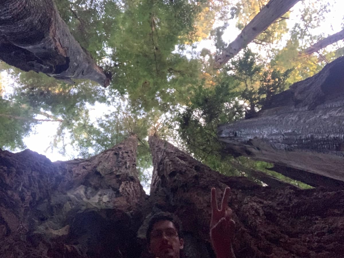 Day 38: Redwoods — photo 8