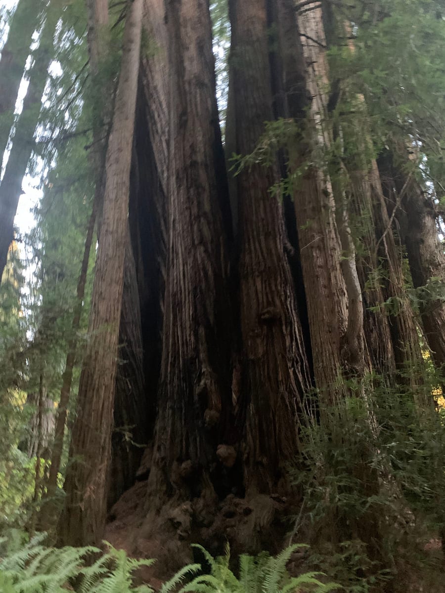 Day 38: Redwoods — photo 9
