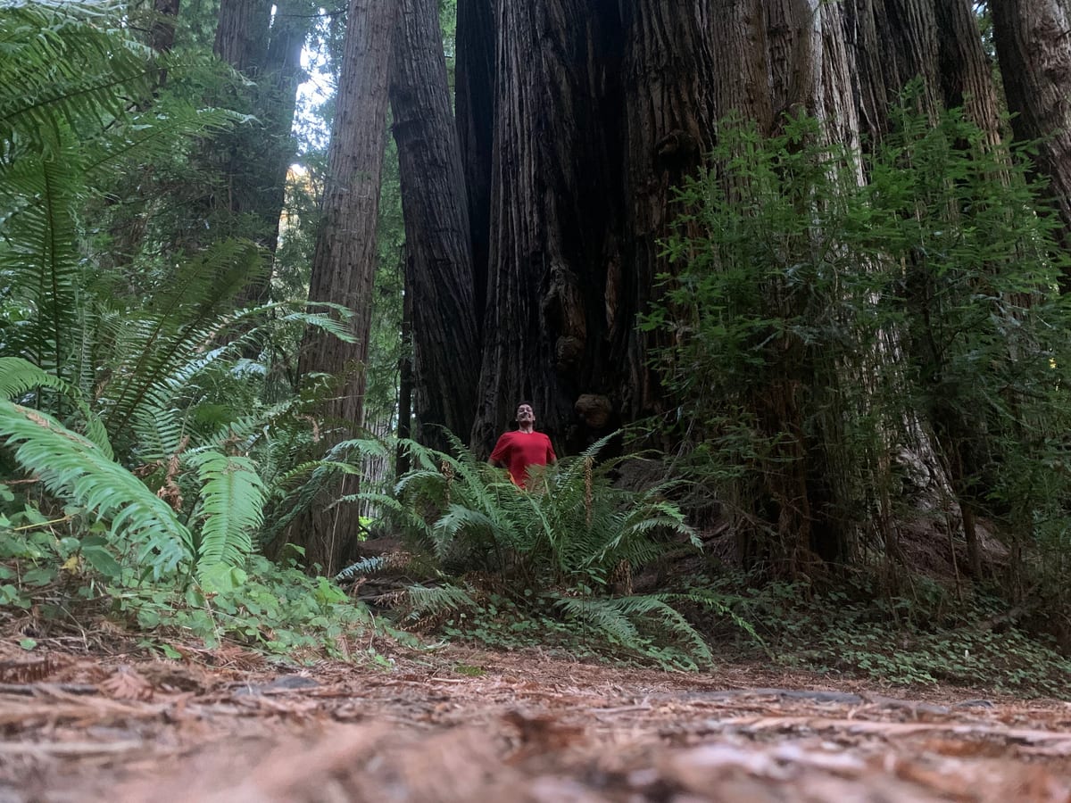 Day 38: Redwoods — photo 10